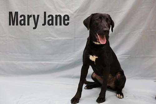 Mary-Jane (dog)