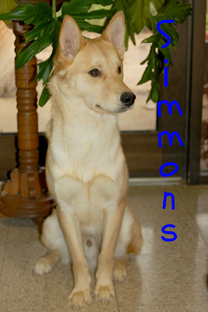 Simmons