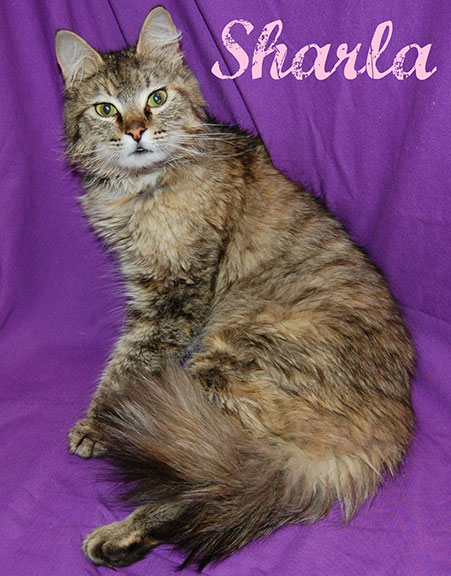 Sharla
